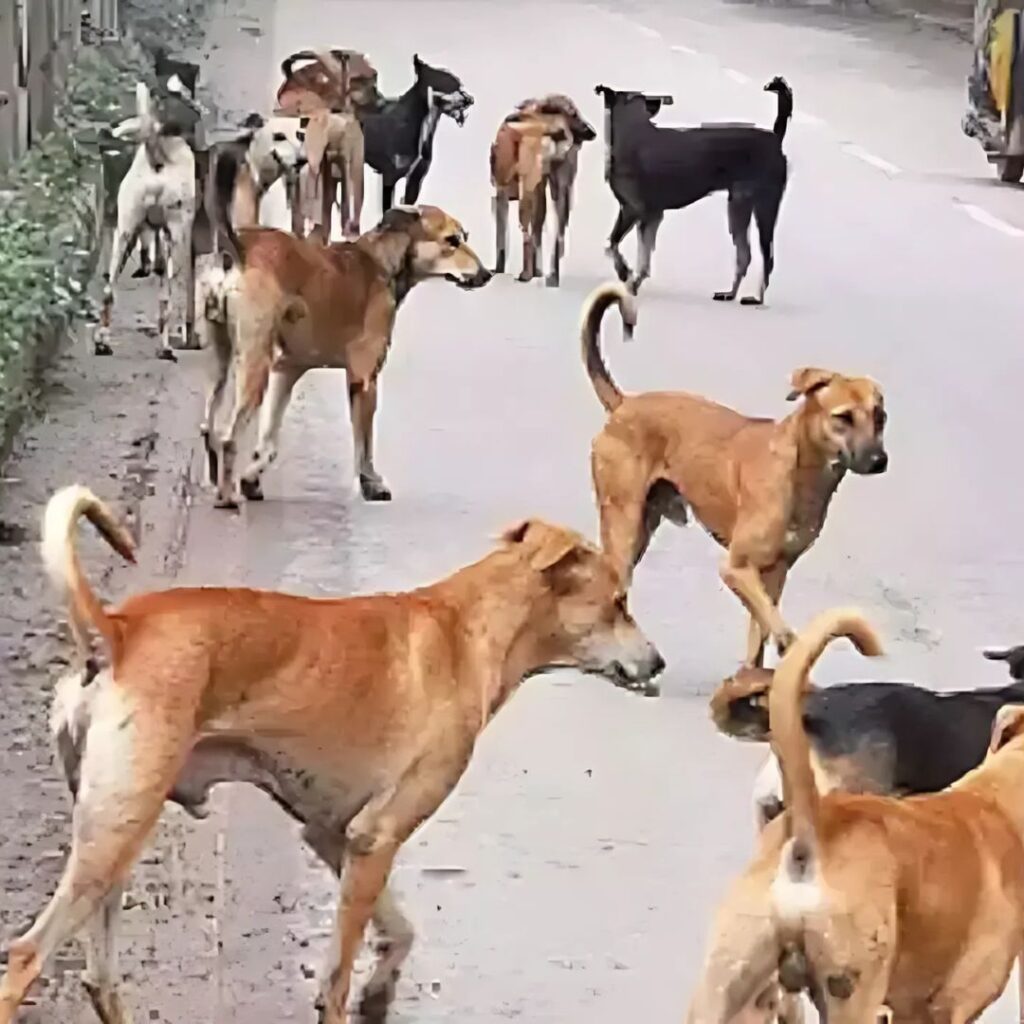 Representation to Take Necessary Action for Managing Street Dogs