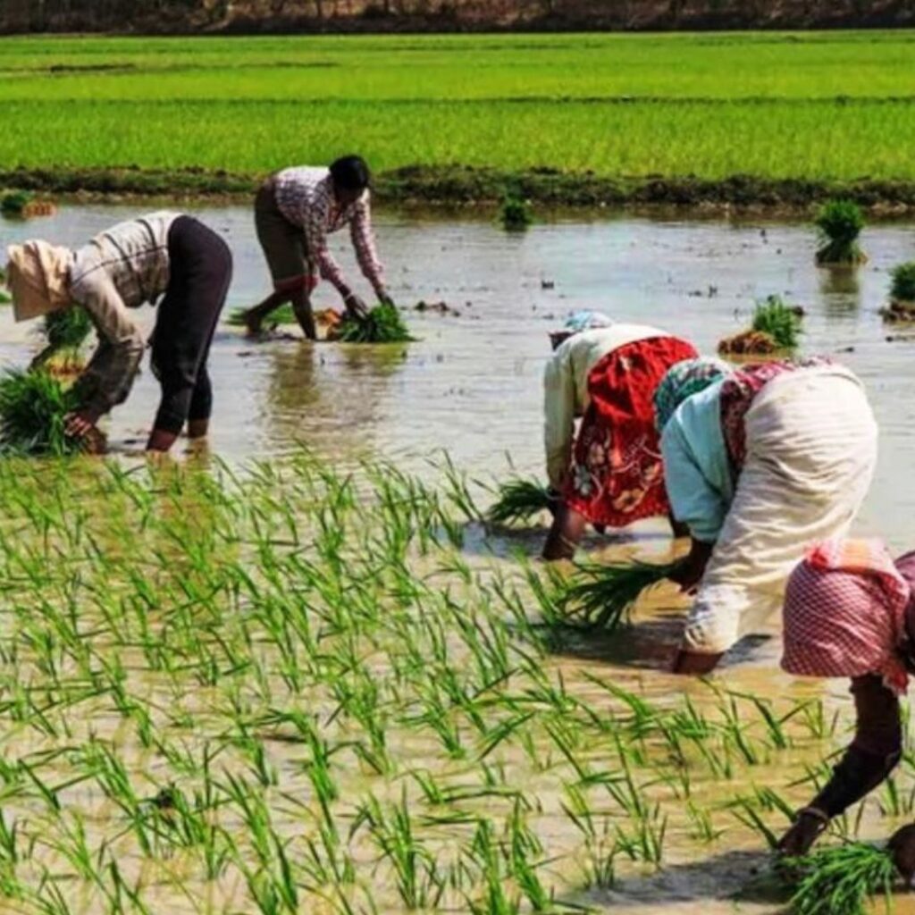 Farmers’ Crop Insurance Issues: A Call for Reforms